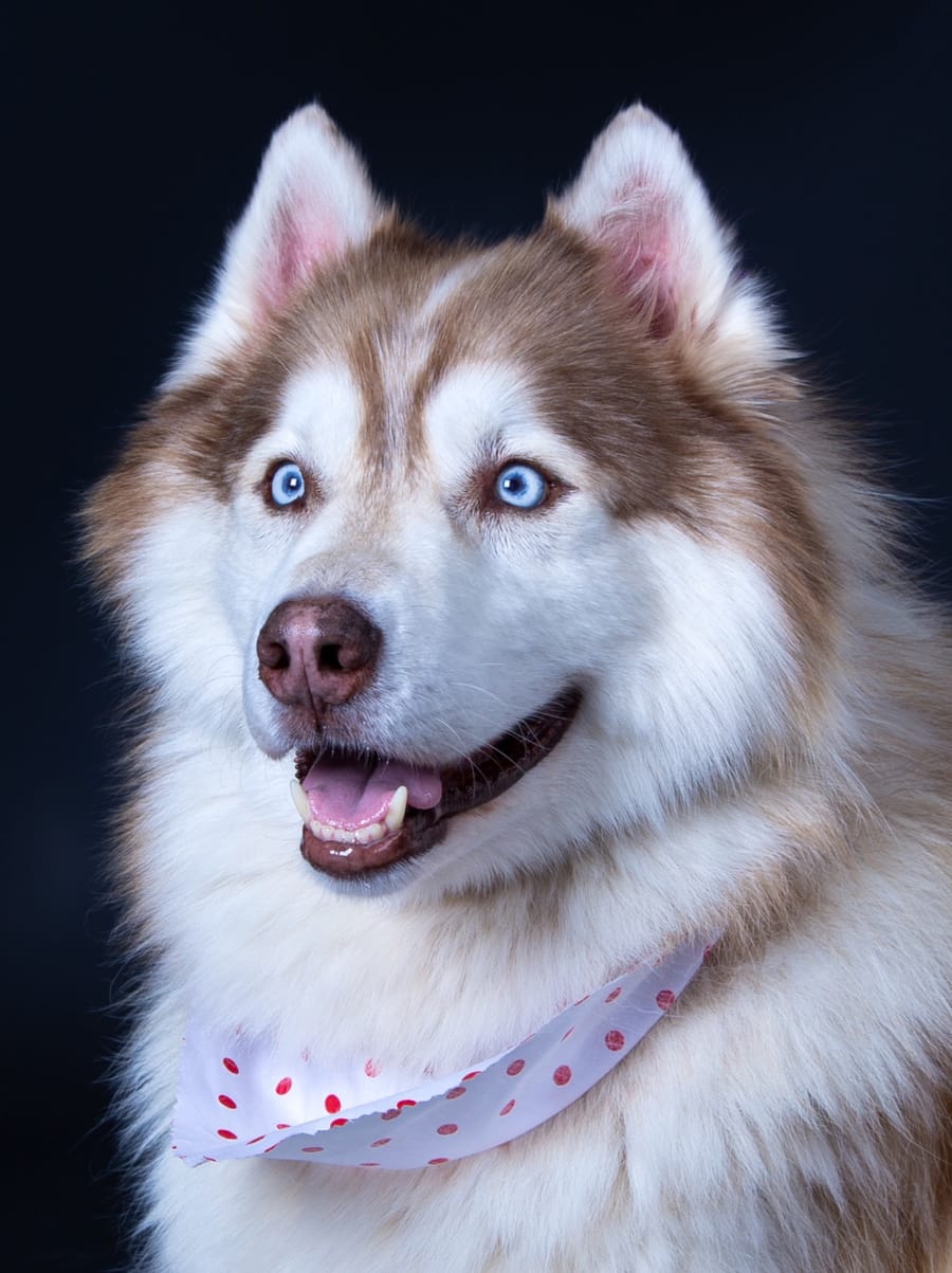 Happy client dog
